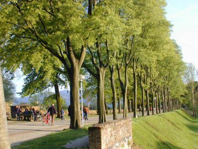 20071011044136-luccamur610.jpg